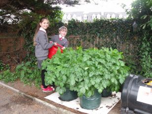 School Garden