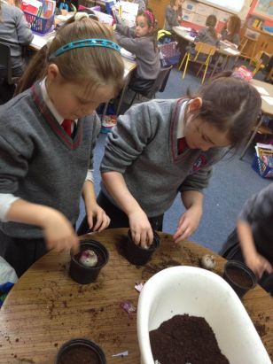 Planting Hyacinths